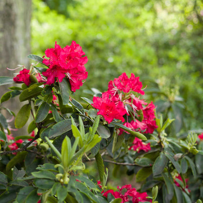 Nova Zembla Rhododendron in 3.5″ Cubes (Rhododendron hybrid ‘Nova Zembla’)