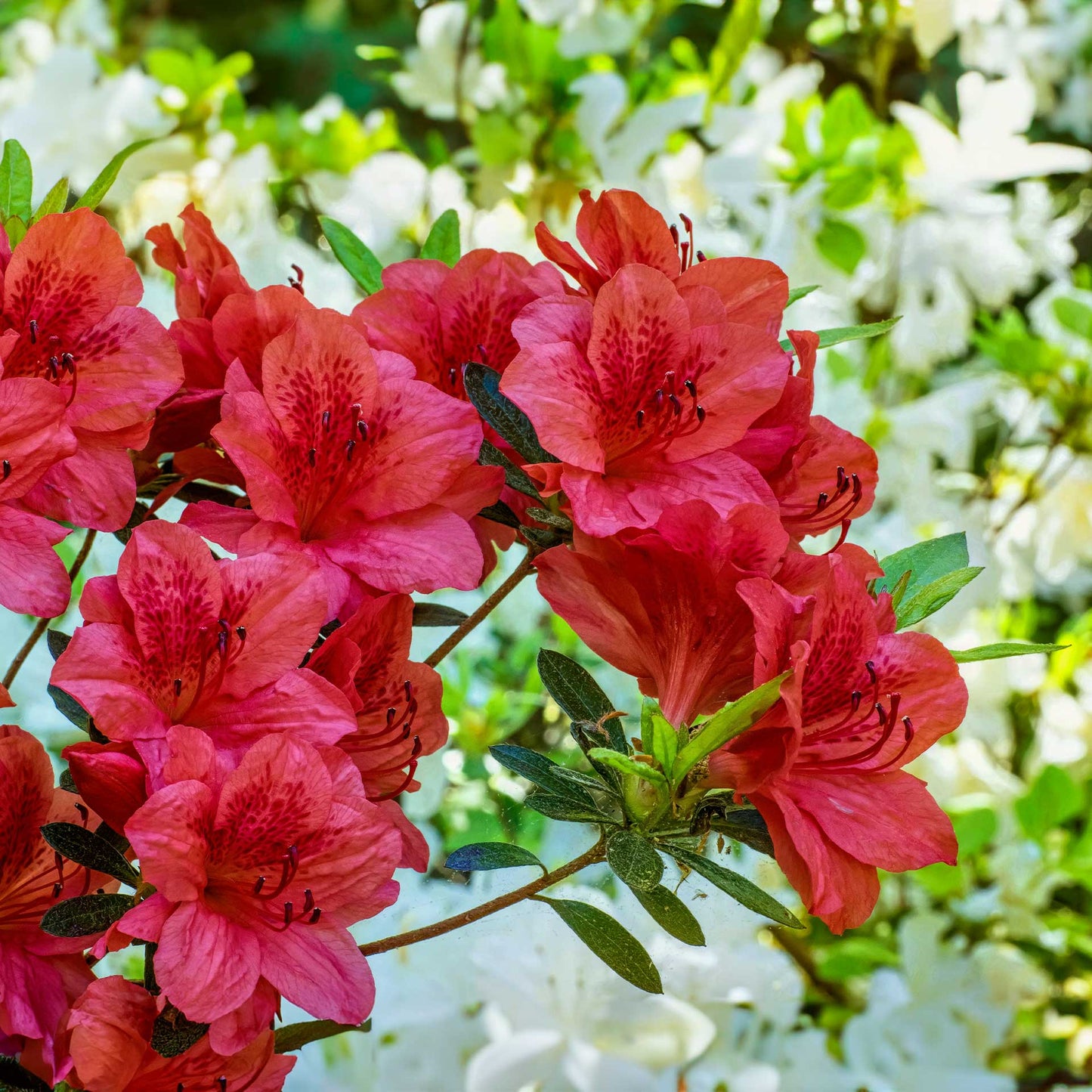 Nova Zembla Rhododendron in 3.5″ Cubes (Rhododendron hybrid ‘Nova Zembla’)