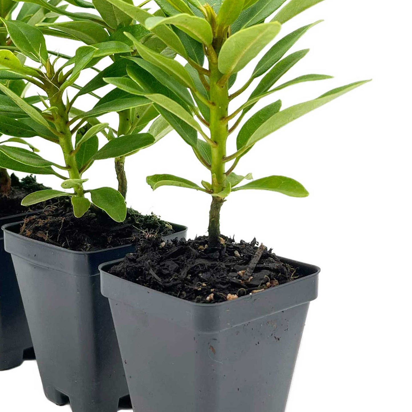 Nova Zembla Rhododendron in 3.5″ Cubes (Rhododendron hybrid ‘Nova Zembla’)