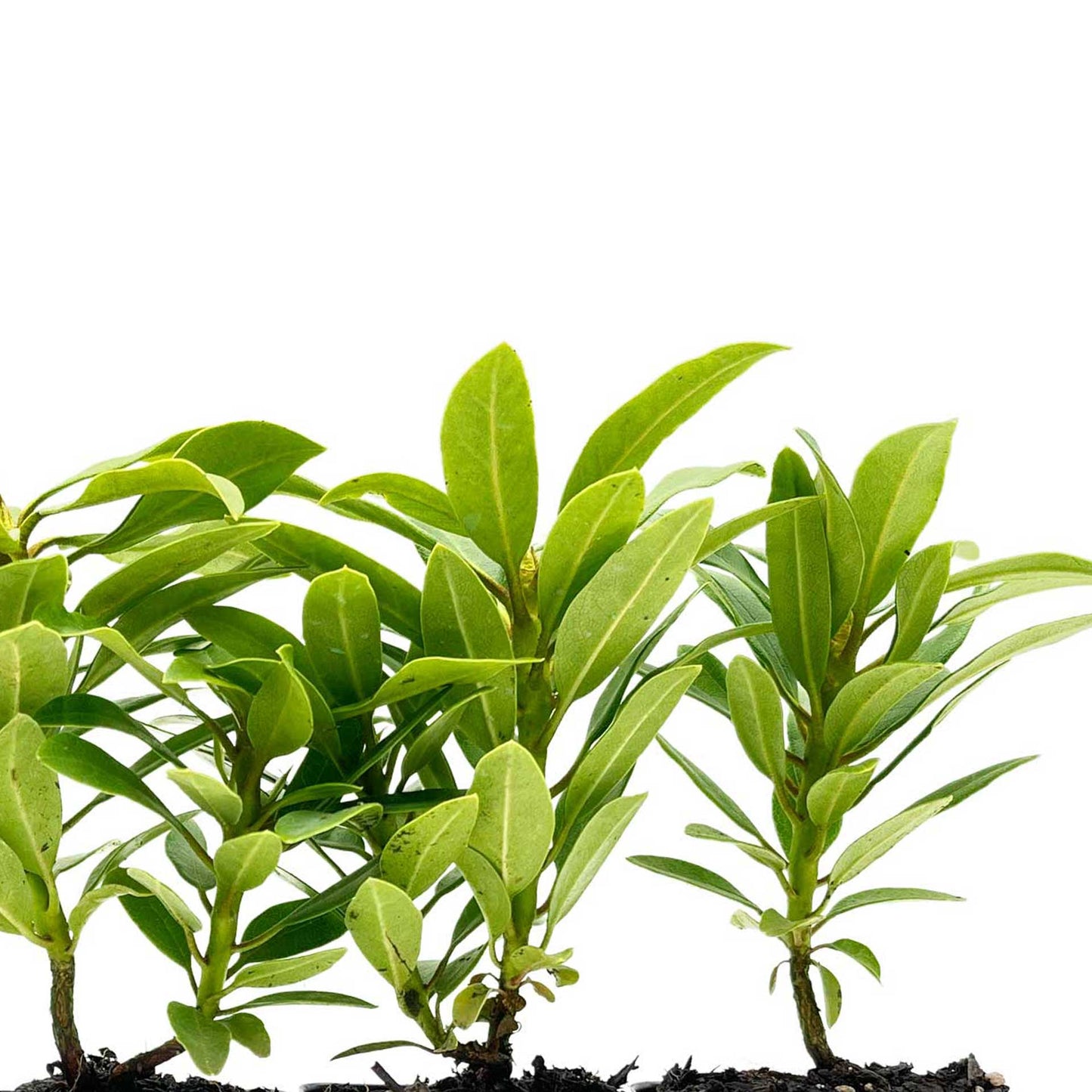 Nova Zembla Rhododendron in 3.5″ Cubes (Rhododendron hybrid ‘Nova Zembla’)