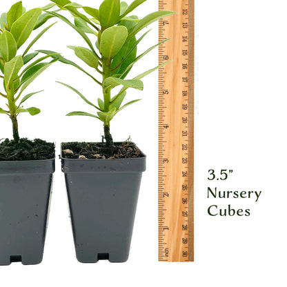Nova Zembla Rhododendron in 3.5″ Cubes (Rhododendron hybrid ‘Nova Zembla’)