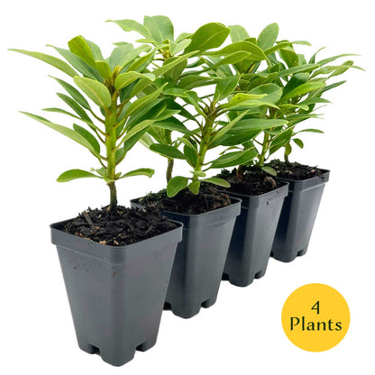 Nova Zembla Rhododendron in 3.5″ Cubes (Rhododendron hybrid ‘Nova Zembla’)