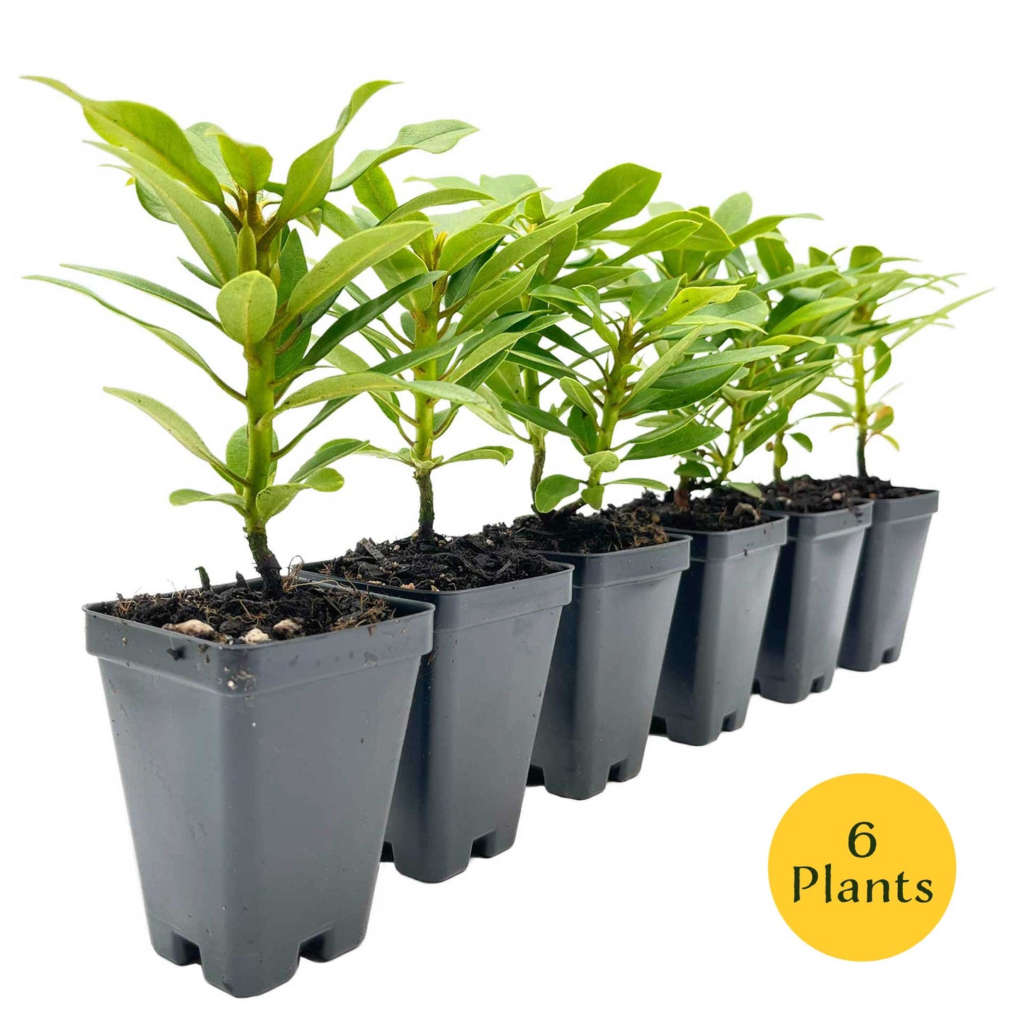 Nova Zembla Rhododendron in 3.5″ Cubes (Rhododendron hybrid ‘Nova Zembla’)