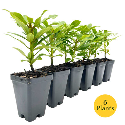 Nova Zembla Rhododendron in 3.5″ Cubes (Rhododendron hybrid ‘Nova Zembla’)