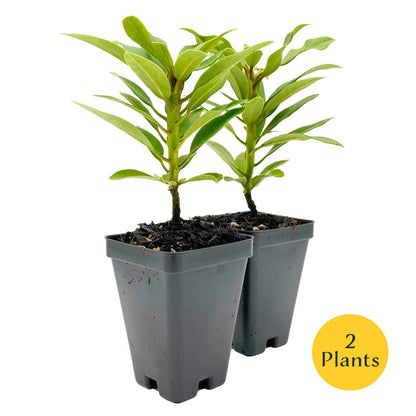 Nova Zembla Rhododendron in 3.5″ Cubes (Rhododendron hybrid ‘Nova Zembla’)