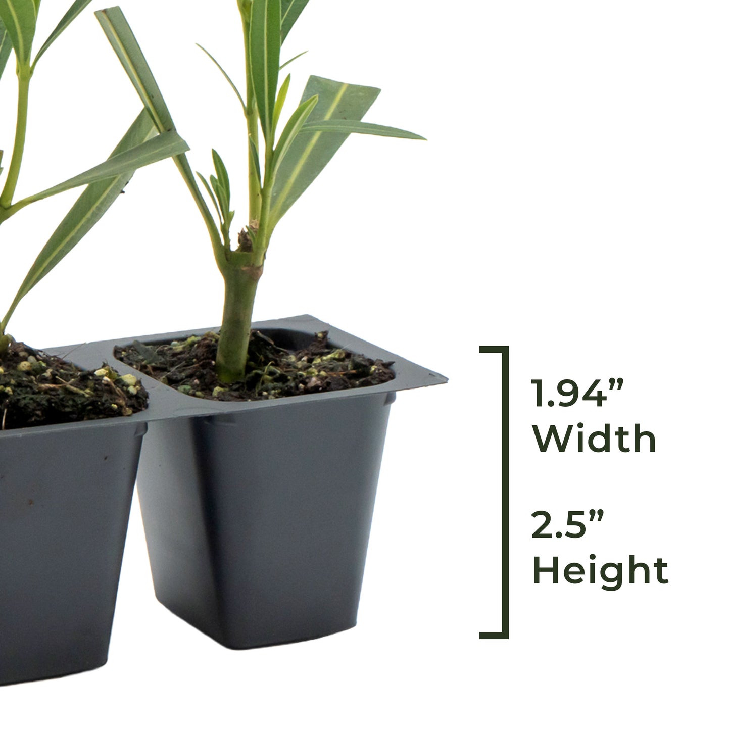 Red Oleander | Live Plant in 2.5 Inch Nursery Cube | Nerium Red Oleander | Jannoch Variety