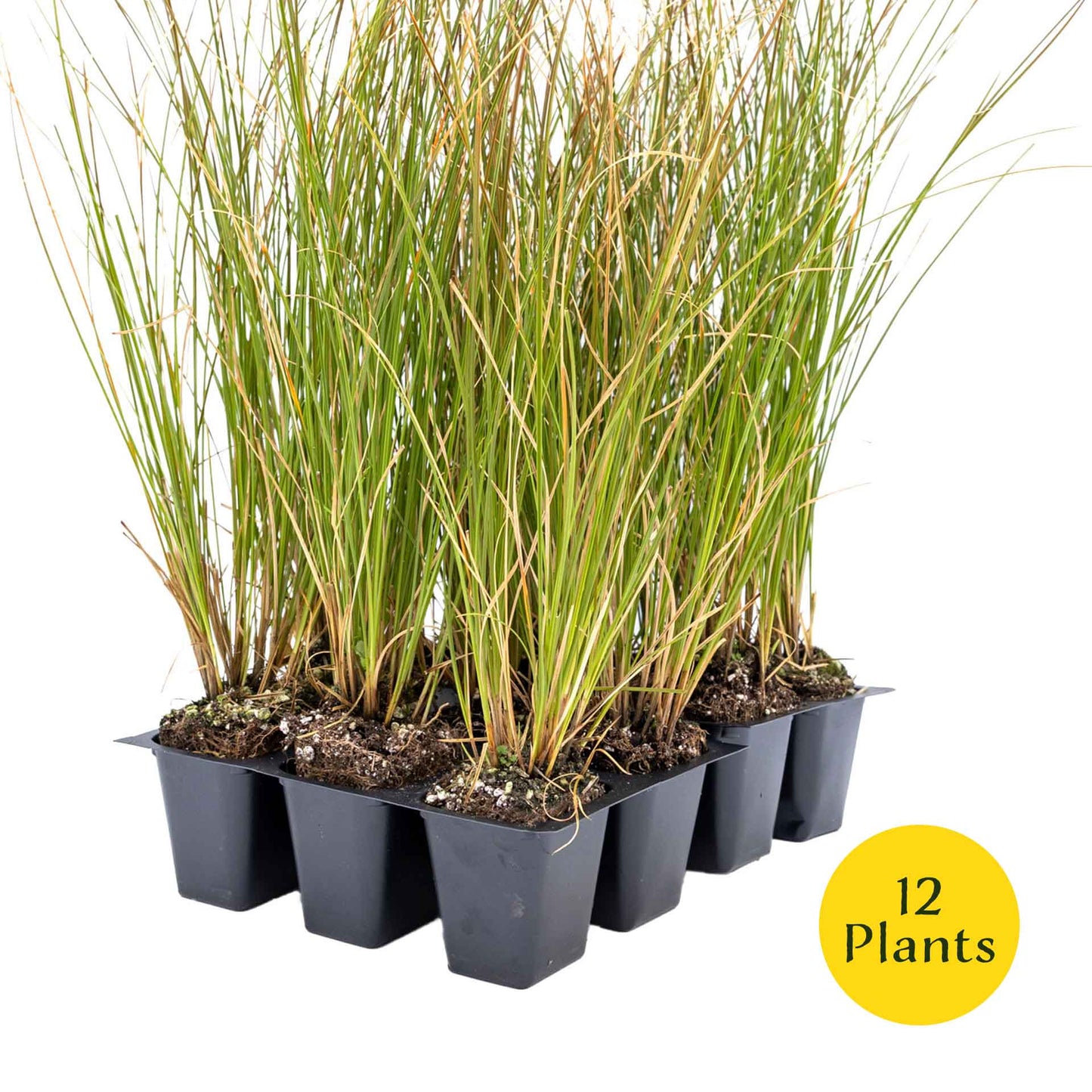 3 Orange New Zealand Sedge, Live Plants in 2.5" Cubes (Carex testacea) Evergreen Ornamental Grass with Bright Copper-Orange Arching Foliage