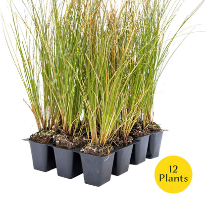 3 Orange New Zealand Sedge, Live Plants in 2.5" Cubes (Carex testacea) Evergreen Ornamental Grass with Bright Copper-Orange Arching Foliage