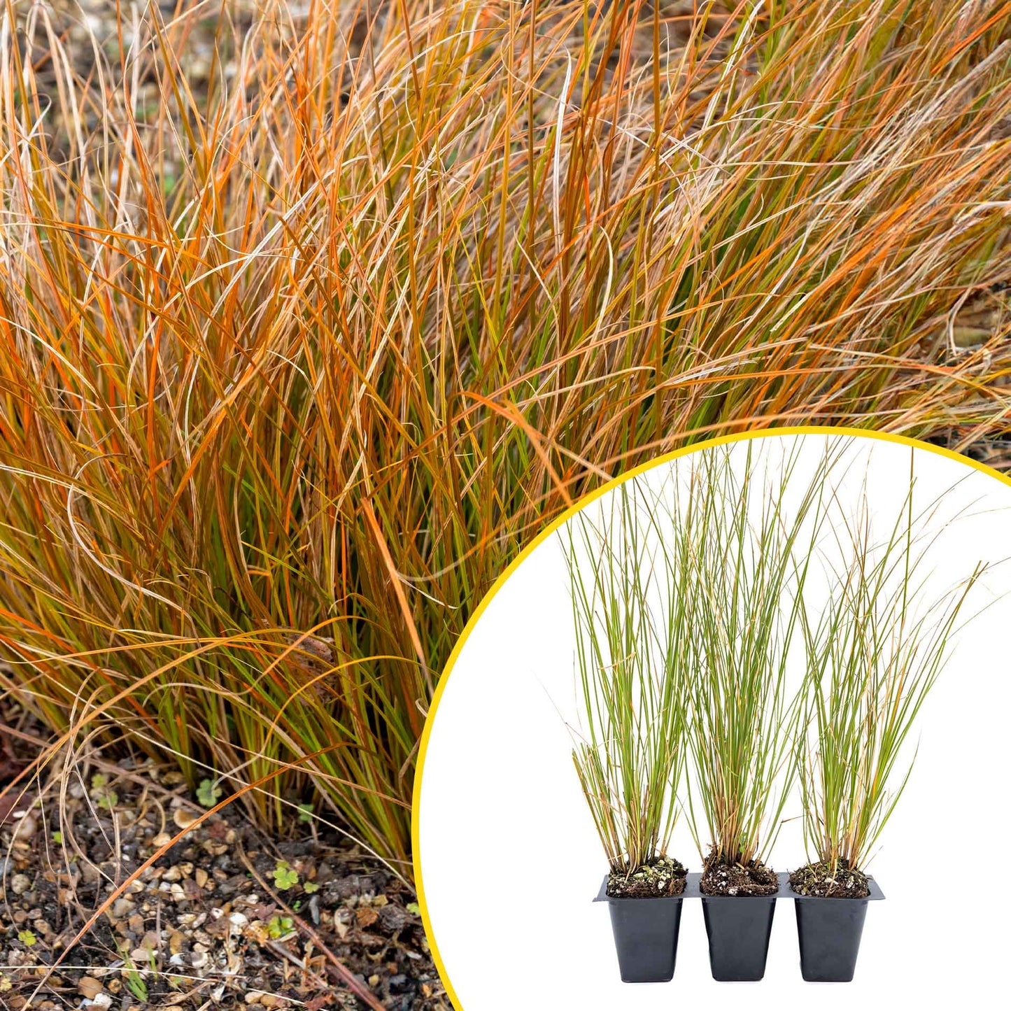 3 Orange New Zealand Sedge, Live Plants in 2.5" Cubes (Carex testacea) Evergreen Ornamental Grass with Bright Copper-Orange Arching Foliage
