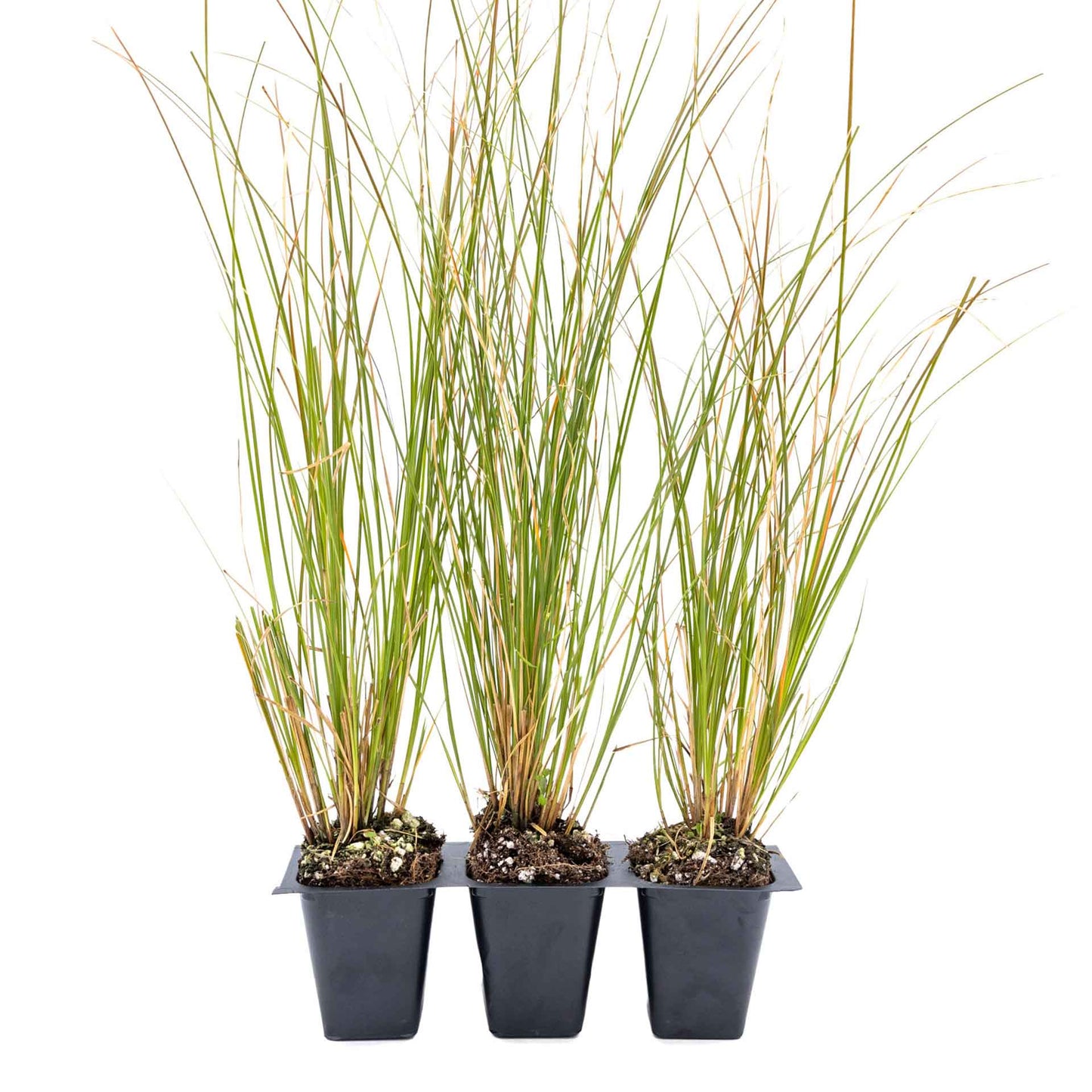 3 Orange New Zealand Sedge, Live Plants in 2.5" Cubes (Carex testacea) Evergreen Ornamental Grass with Bright Copper-Orange Arching Foliage