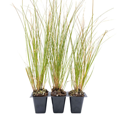 3 Orange New Zealand Sedge, Live Plants in 2.5" Cubes (Carex testacea) Evergreen Ornamental Grass with Bright Copper-Orange Arching Foliage