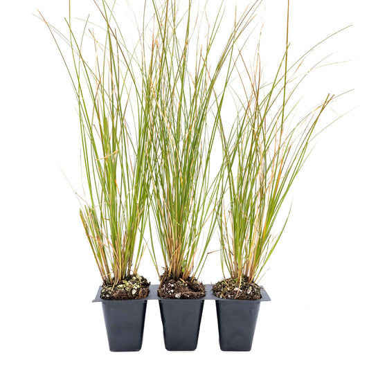 3 Orange New Zealand Sedge, Live Plants in 2.5" Cubes (Carex testacea) Evergreen Ornamental Grass with Bright Copper-Orange Arching Foliage
