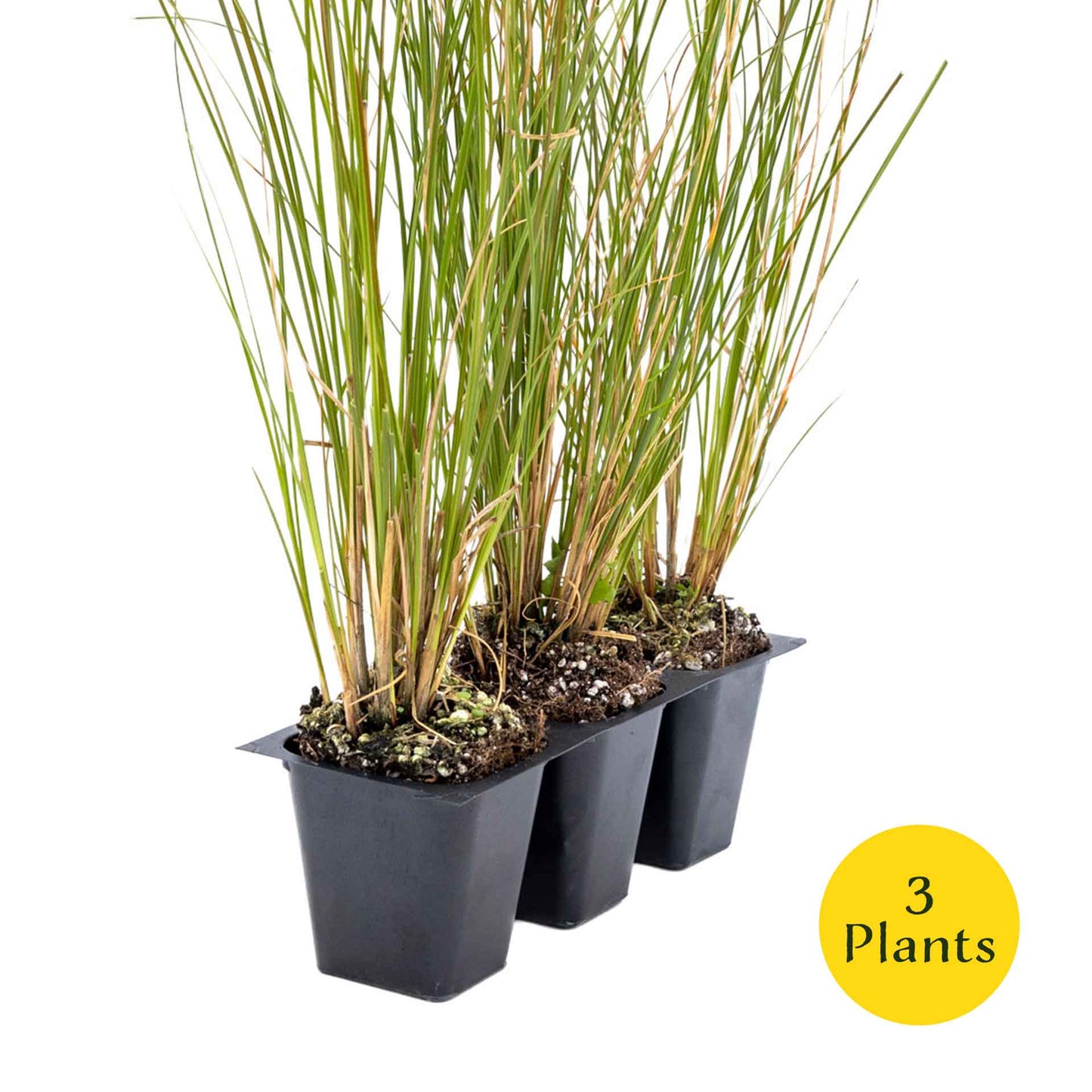 3 Orange New Zealand Sedge, Live Plants in 2.5" Cubes (Carex testacea) Evergreen Ornamental Grass with Bright Copper-Orange Arching Foliage