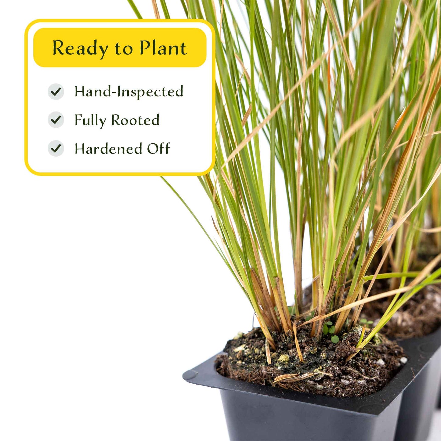 3 Orange New Zealand Sedge, Live Plants in 2.5" Cubes (Carex testacea) Evergreen Ornamental Grass with Bright Copper-Orange Arching Foliage