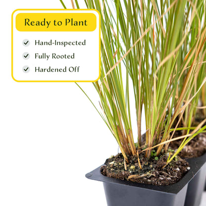 3 Orange New Zealand Sedge, Live Plants in 2.5" Cubes (Carex testacea) Evergreen Ornamental Grass with Bright Copper-Orange Arching Foliage