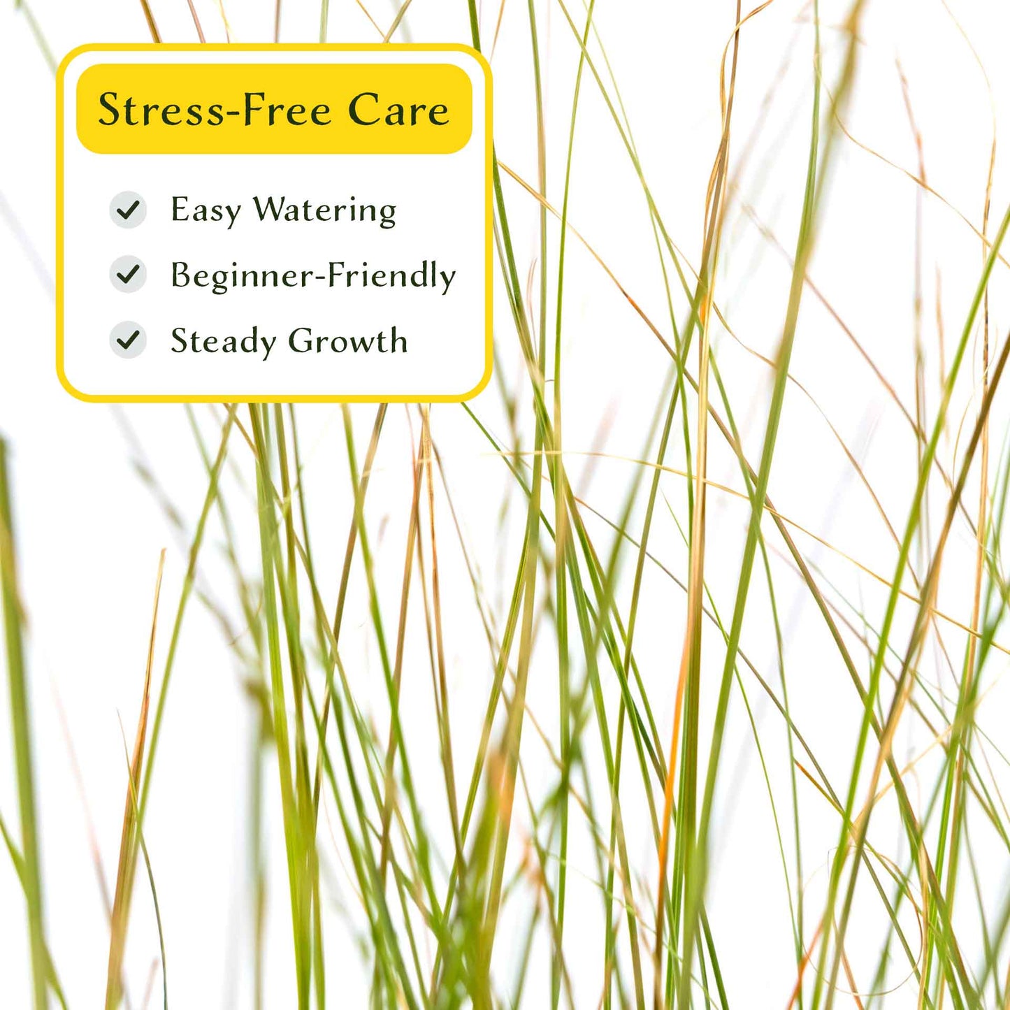 3 Orange New Zealand Sedge, Live Plants in 2.5" Cubes (Carex testacea) Evergreen Ornamental Grass with Bright Copper-Orange Arching Foliage