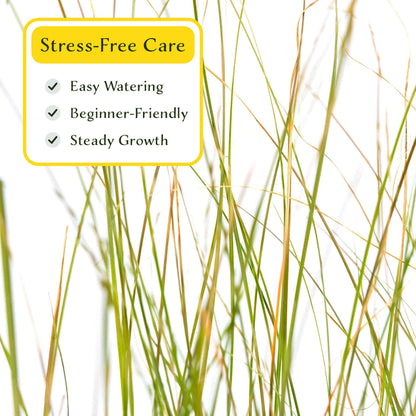 3 Orange New Zealand Sedge, Live Plants in 2.5" Cubes (Carex testacea) Evergreen Ornamental Grass with Bright Copper-Orange Arching Foliage