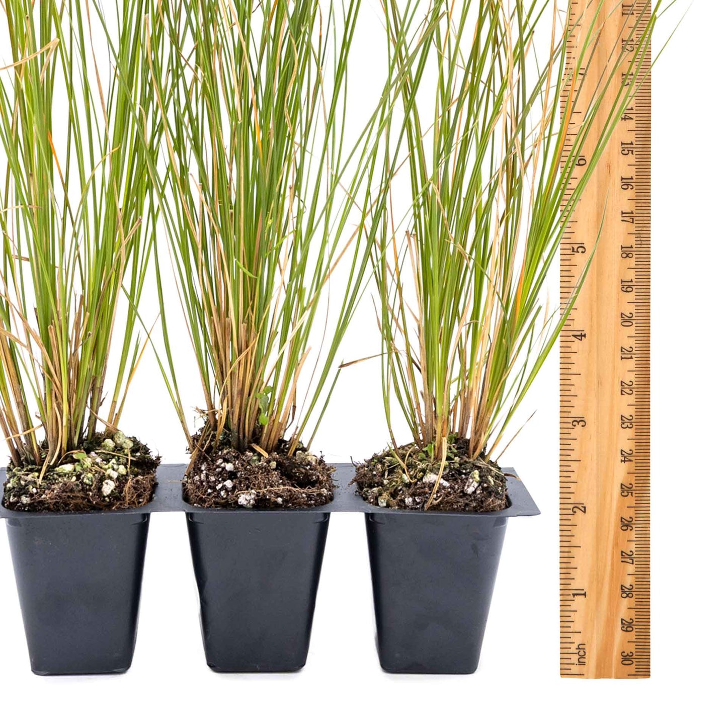 3 Orange New Zealand Sedge, Live Plants in 2.5" Cubes (Carex testacea) Evergreen Ornamental Grass with Bright Copper-Orange Arching Foliage