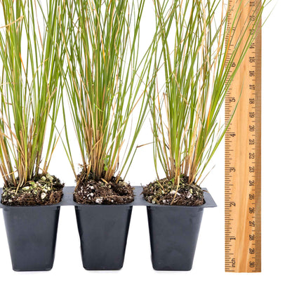 3 Orange New Zealand Sedge, Live Plants in 2.5" Cubes (Carex testacea) Evergreen Ornamental Grass with Bright Copper-Orange Arching Foliage