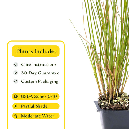 3 Orange New Zealand Sedge, Live Plants in 2.5" Cubes (Carex testacea) Evergreen Ornamental Grass with Bright Copper-Orange Arching Foliage