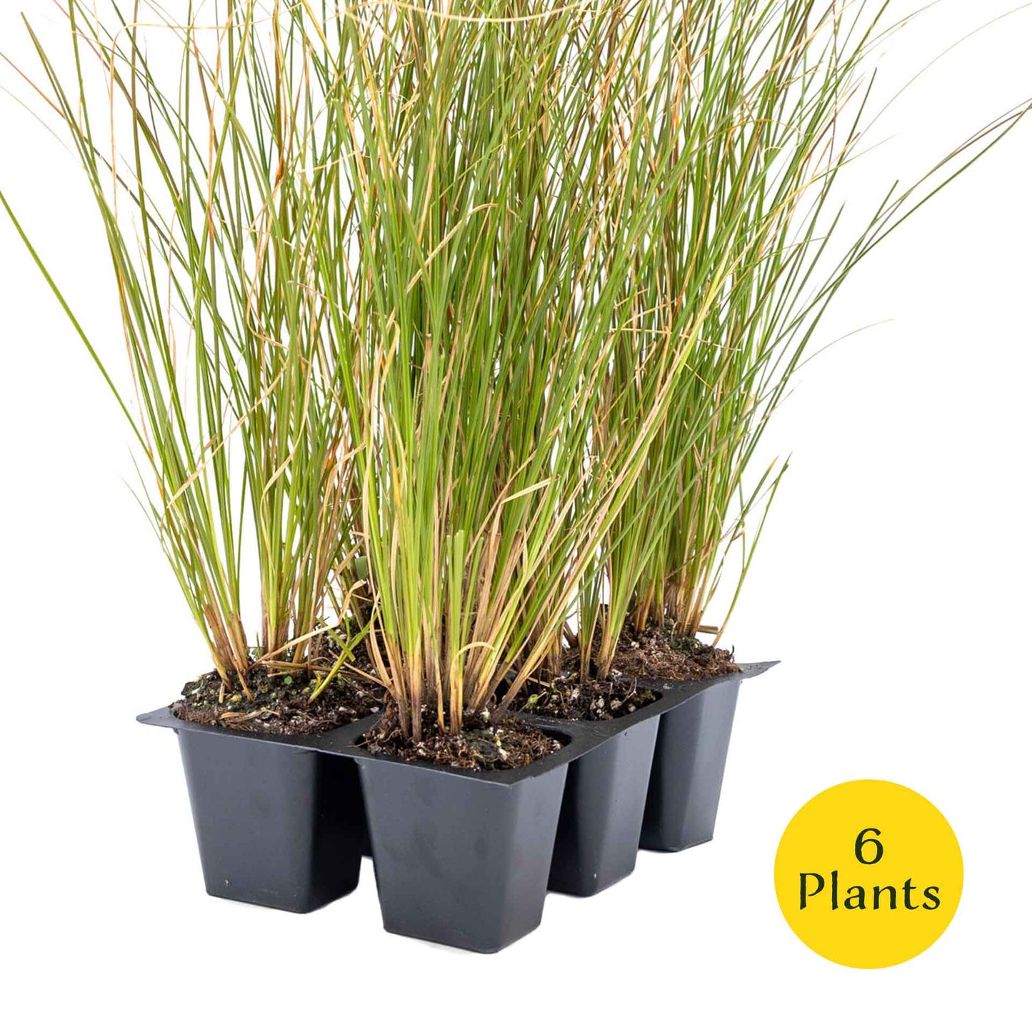 3 Orange New Zealand Sedge, Live Plants in 2.5" Cubes (Carex testacea) Evergreen Ornamental Grass with Bright Copper-Orange Arching Foliage