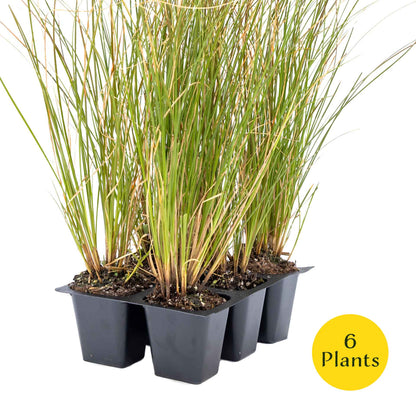 3 Orange New Zealand Sedge, Live Plants in 2.5" Cubes (Carex testacea) Evergreen Ornamental Grass with Bright Copper-Orange Arching Foliage