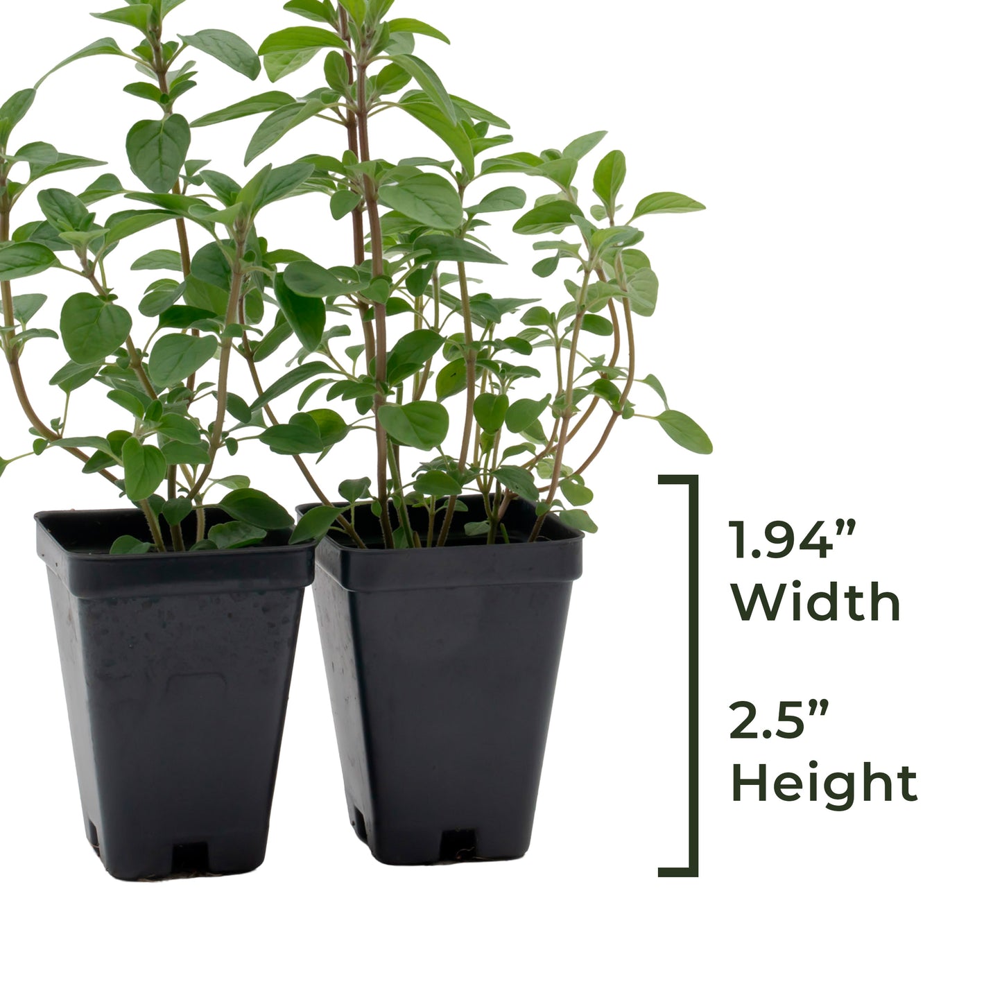 Common Oregano | Live Herb in 2.5 Inch Nursery Cube | Origanum Vulgare