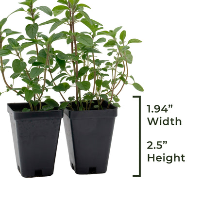 Common Oregano | Live Herb in 2.5 Inch Nursery Cube | Origanum Vulgare