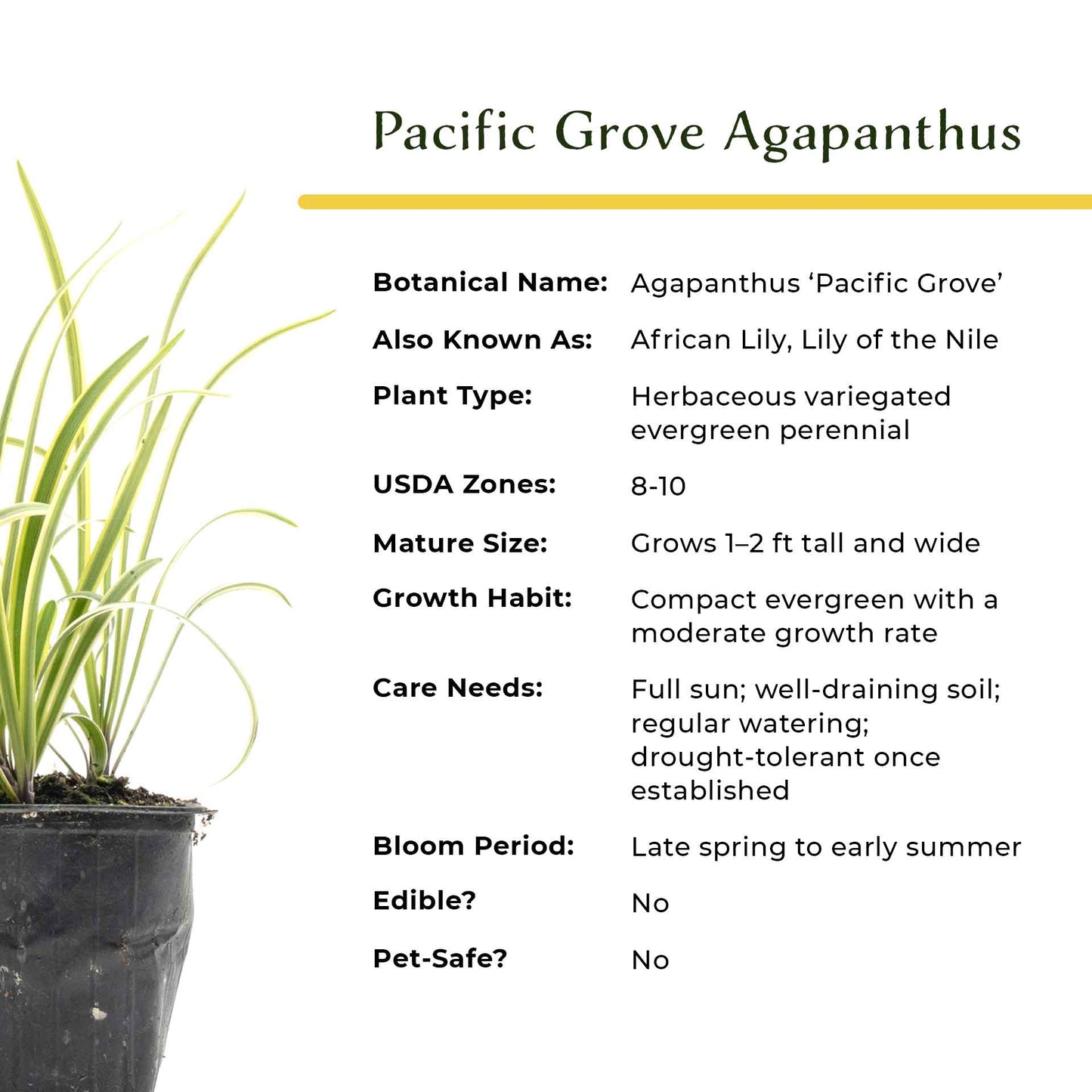 Pacific Grove Agapanthus in 3.5” Nursery Cubes (Agapanthus ‘Pacific Grove’)