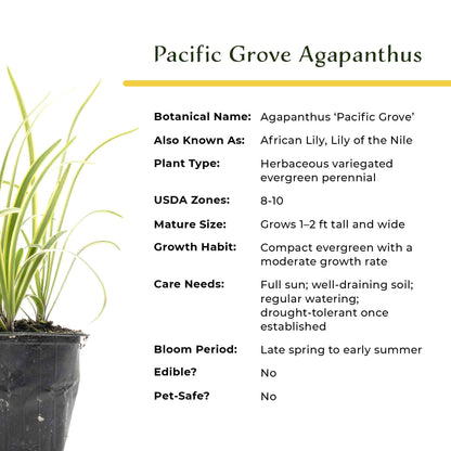 Pacific Grove Agapanthus in 3.5” Nursery Cubes (Agapanthus ‘Pacific Grove’)