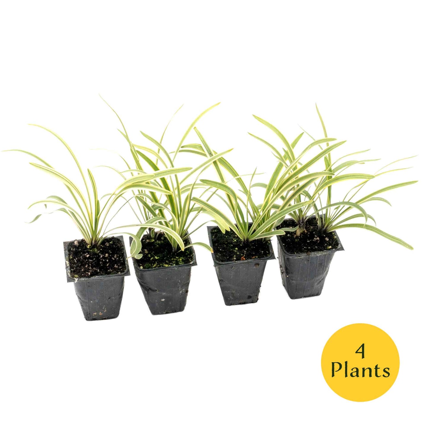 Pacific Grove Agapanthus in 3.5” Nursery Cubes (Agapanthus ‘Pacific Grove’)