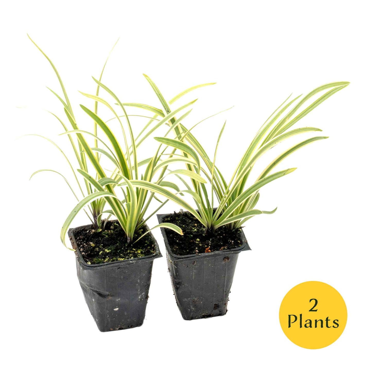 Pacific Grove Agapanthus in 3.5” Nursery Cubes (Agapanthus ‘Pacific Grove’)