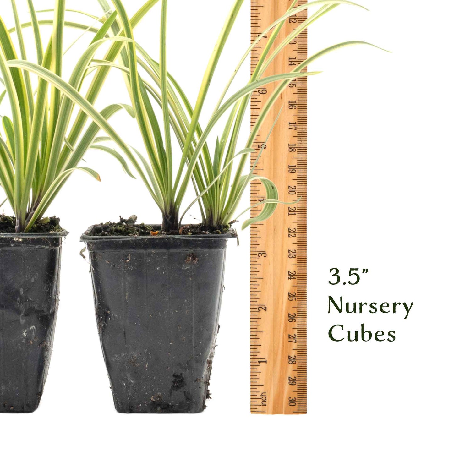 Pacific Grove Agapanthus in 3.5” Nursery Cubes (Agapanthus ‘Pacific Grove’)