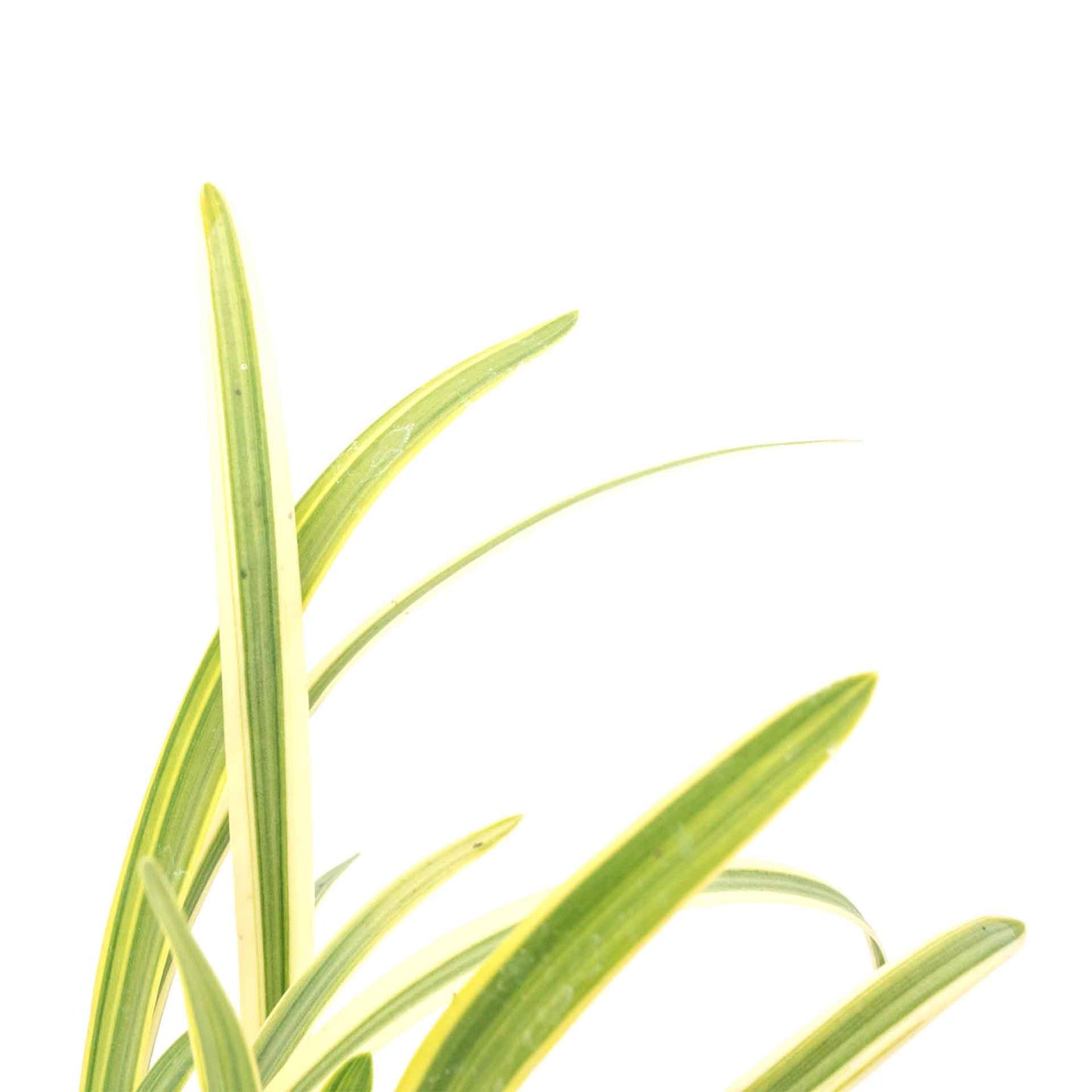 Pacific Grove Agapanthus in 3.5” Nursery Cubes (Agapanthus ‘Pacific Grove’)