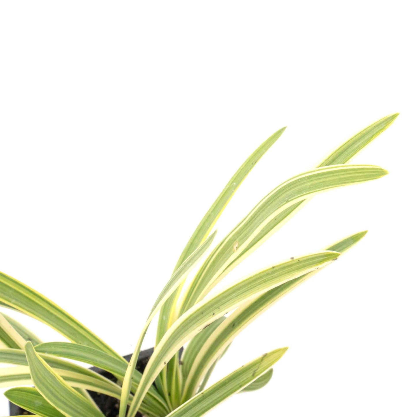 Pacific Grove Agapanthus in 3.5” Nursery Cubes (Agapanthus ‘Pacific Grove’)