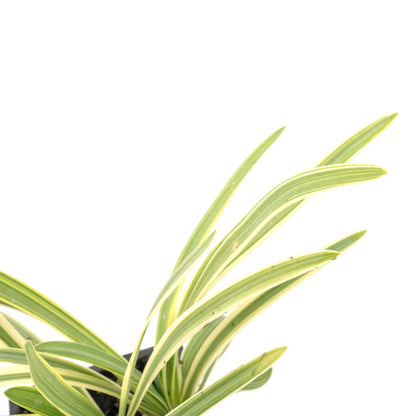 Pacific Grove Agapanthus in 3.5” Nursery Cubes (Agapanthus ‘Pacific Grove’)