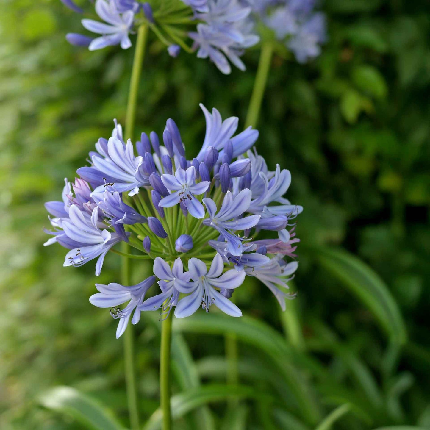 Pacific Grove Agapanthus in 3.5” Nursery Cubes (Agapanthus ‘Pacific Grove’)