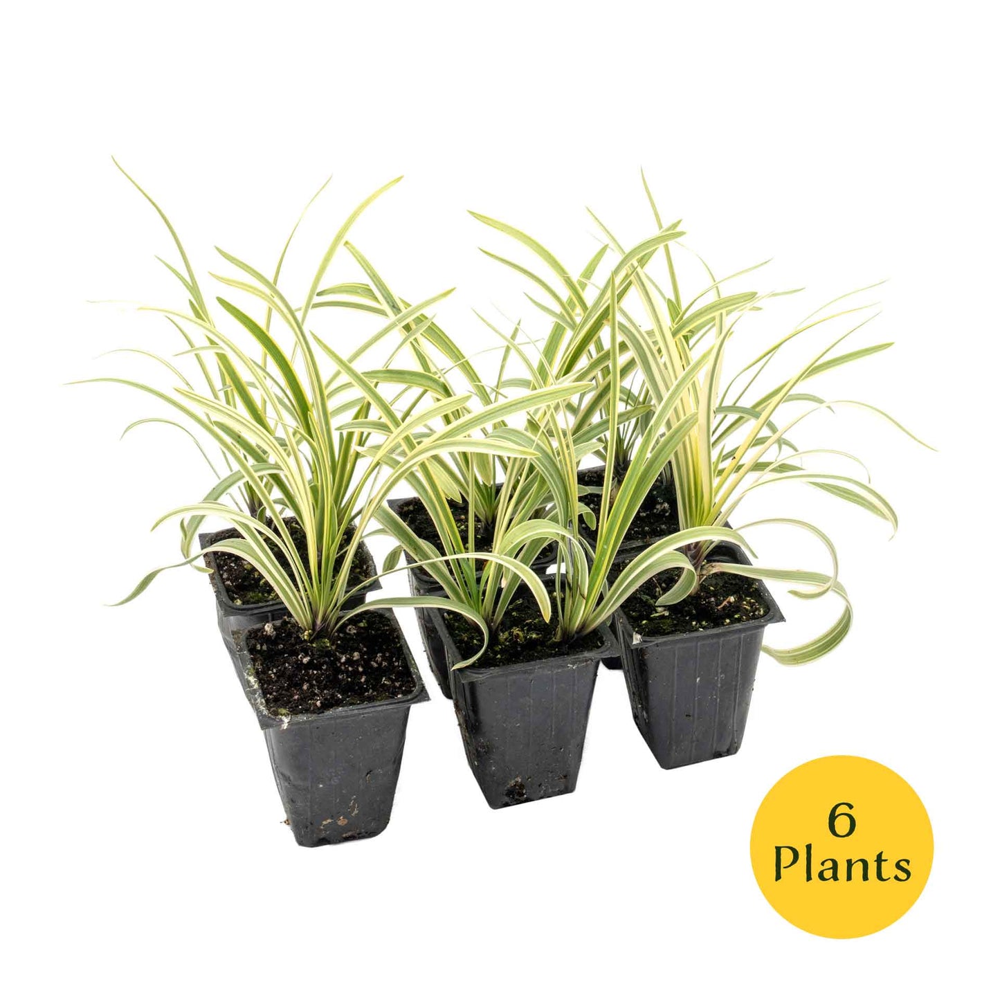 Pacific Grove Agapanthus in 3.5” Nursery Cubes (Agapanthus ‘Pacific Grove’)