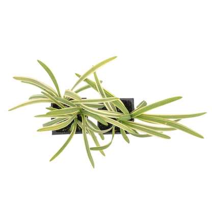 Pacific Grove Agapanthus in 3.5” Nursery Cubes (Agapanthus ‘Pacific Grove’)