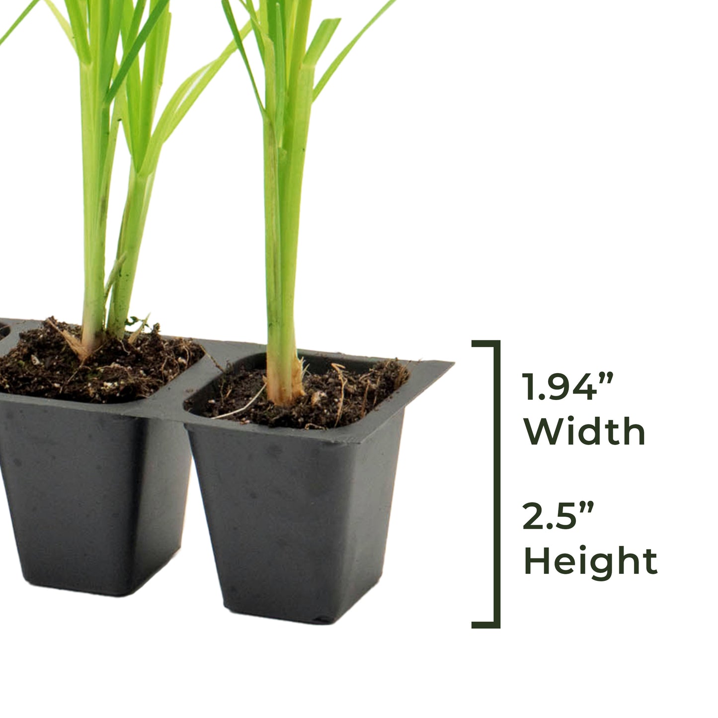 White Pampas Grass | Live Plant in 2.5 Inch Nursery Cube | Cortaderia Selloana