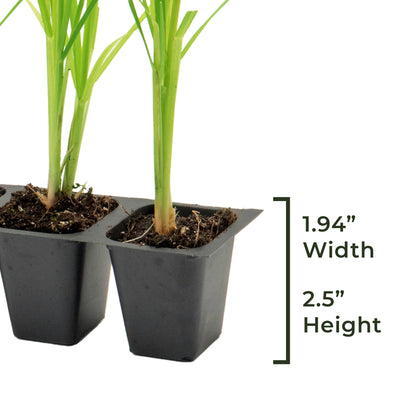 White Pampas Grass | Live Plant in 2.5 Inch Nursery Cube | Cortaderia Selloana