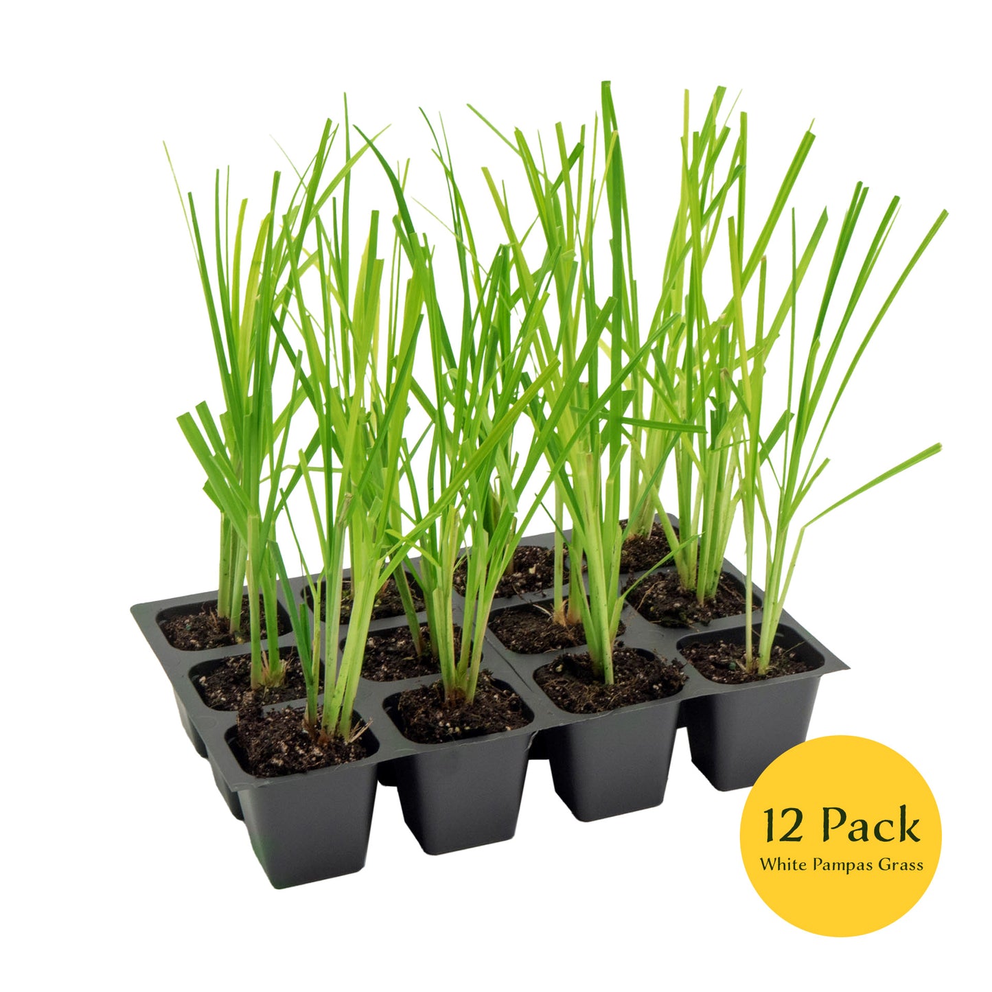 White Pampas Grass | Live Plant in 2.5 Inch Nursery Cube | Cortaderia Selloana