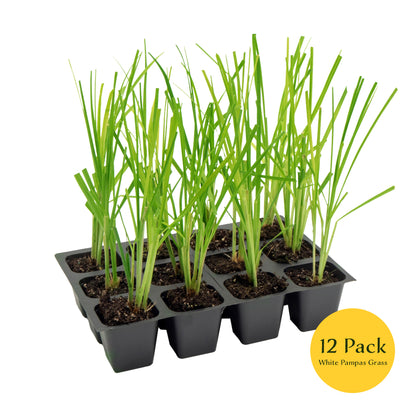 White Pampas Grass | Live Plant in 2.5 Inch Nursery Cube | Cortaderia Selloana