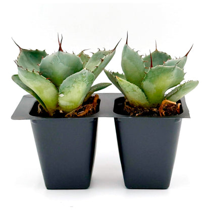 Parry's Agave | Live Succulent in 2.5 Inch Nursery Cube | Agave Parryi