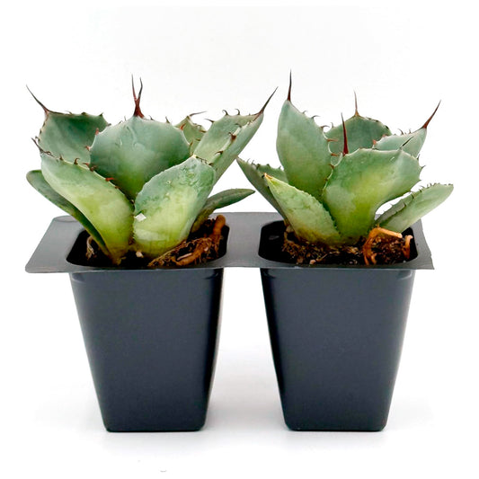 Parry's Agave | Live Succulent in 2.5 Inch Nursery Cube | Agave Parryi