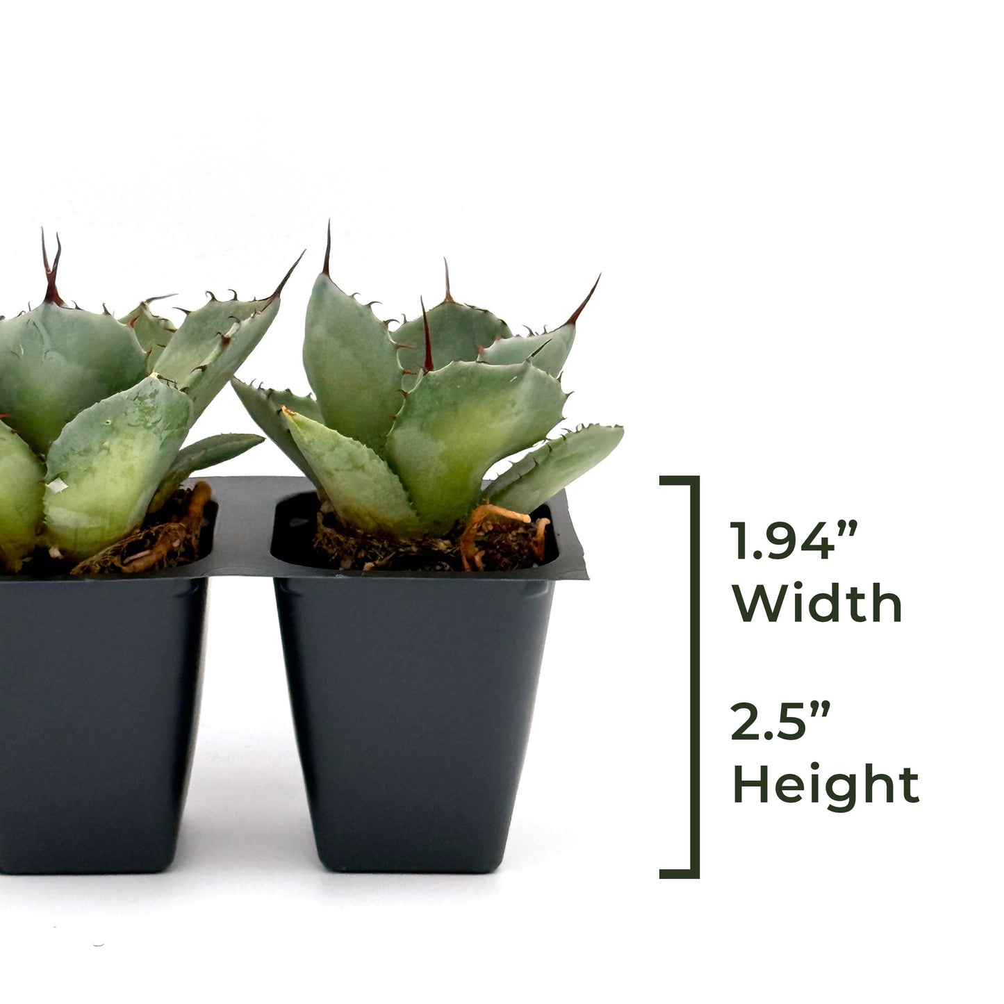 Parry's Agave | Live Succulent in 2.5 Inch Nursery Cube | Agave Parryi