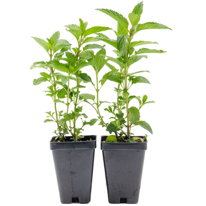 2 Peppermint Plants – Fragrant Edible Perennial Herb for Fresh Tea, Cooking & Easy Growing in Containers & Herb Gardens (Mentha piperita L.)