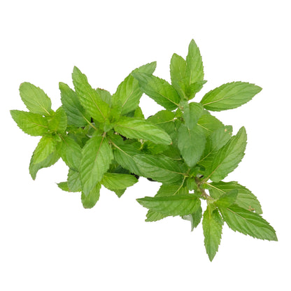 2 Peppermint Plants – Fragrant Edible Perennial Herb for Fresh Tea, Cooking & Easy Growing in Containers & Herb Gardens (Mentha piperita L.)