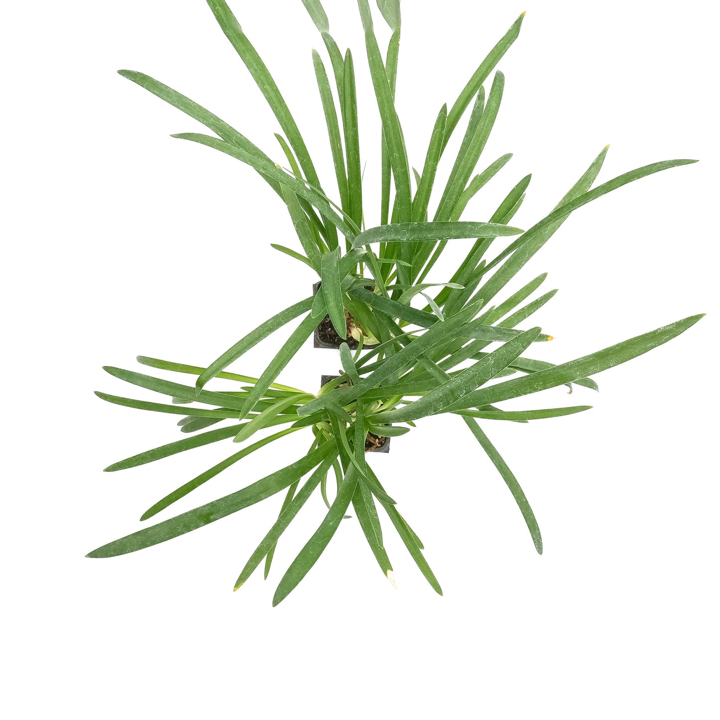 Peter Pan Agapanthus in 3.5” Nursery Cubes (Agapanthus ‘Peter Pan’)