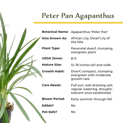Peter Pan Agapanthus in 3.5” Nursery Cubes (Agapanthus ‘Peter Pan’)